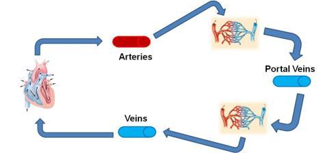 Spleen Lienogastric vein Mesenteric vein Small & Large