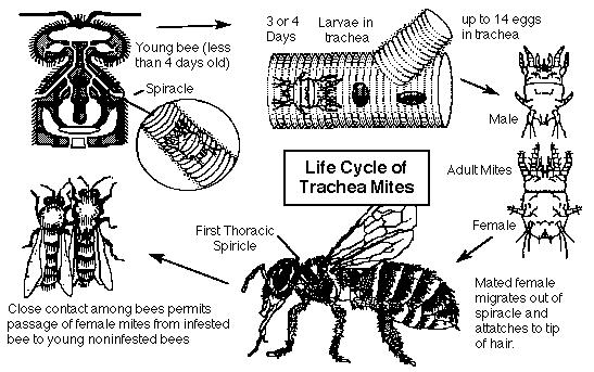 Honey bee disease: Tracheal