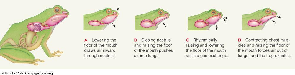 Frog Respiration Amphibians exchange gases across their skin, and at respiratory surfaces of paired lungs Vertebrate Respiration Reptiles, birds and mammals exchange gases through