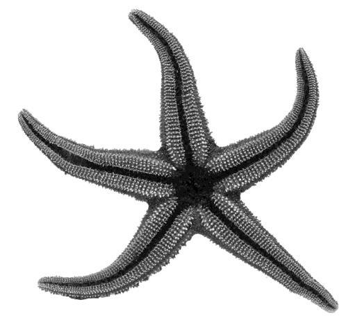Sea Stars 3. Sea stars (also commonly called starfish) do not have heads and have light-detecting eye spots on their arms. The arms are used for movement and to pry open prey.