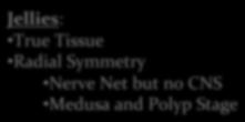 Tissue No NOTHING tube sponges Phylum: Cnidaria Symmetry: radial Method of movement: Medusae are slow moving using rhythmic contractions while polyps are sessile.