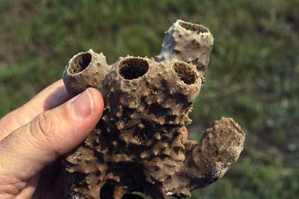 Phylum Porifera 1. Common name: Sponges Porifera means pore bearing 2. Habitat: Aquatic Live in water 3.