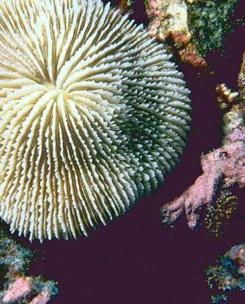 Phylum Cnidaria Common Names: Jellyfish, Coral,