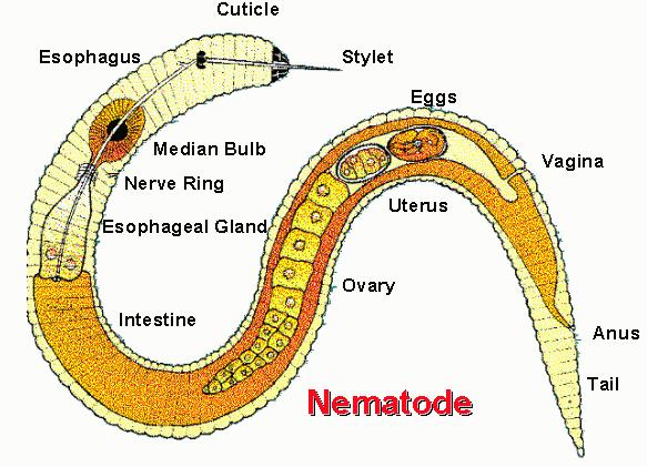 P. Nematoda Common Name: Round Worms (Hookworms & Pinworms) Habitat: Soil, animals and water