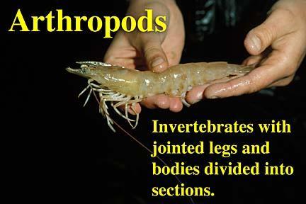 P. Arthropoda Common Names: Shrimp, crabs, lobsters spiders, centipedes.. etc.