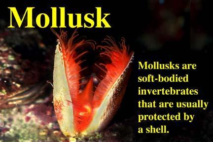 P. Mollusca Common Name: Mollusks-Snails, Clams, and Octopus Symmetry: Bilateral The