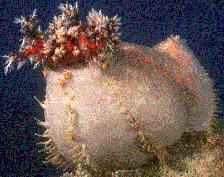 urchins Habitat: Marine (Salt