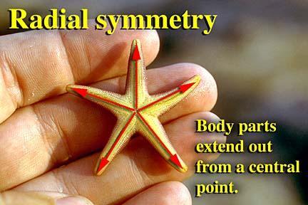 Radial The body can be divided into two identical halves by