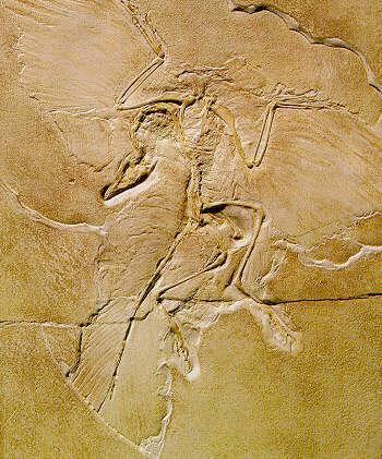 Archaeopteryx!