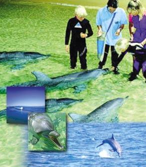 SUPPLEMENT TO SUSTAINABLE TOURISM CRC RESEARCH REPORT BEST PRACTICE GUIDELINES FOR DOLPHIN SWIM TOUR OPERATIONS
