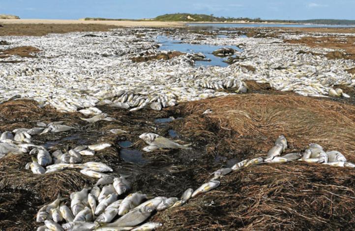Figure 5: Fish kill at Lake Wollumboola due to low water levels (Stephenson 2011).
