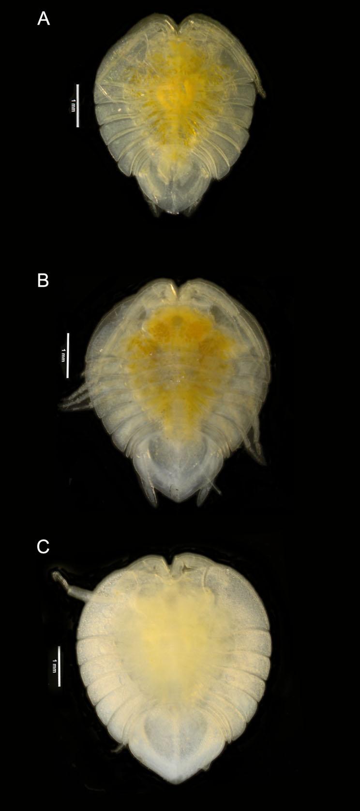 DEEP-SEA SEROLIDAE 333 Figure 7. Comparison of three adult male Atlantoserolis vemae specimens from three different locations using a compound microscope: A, holotype A.