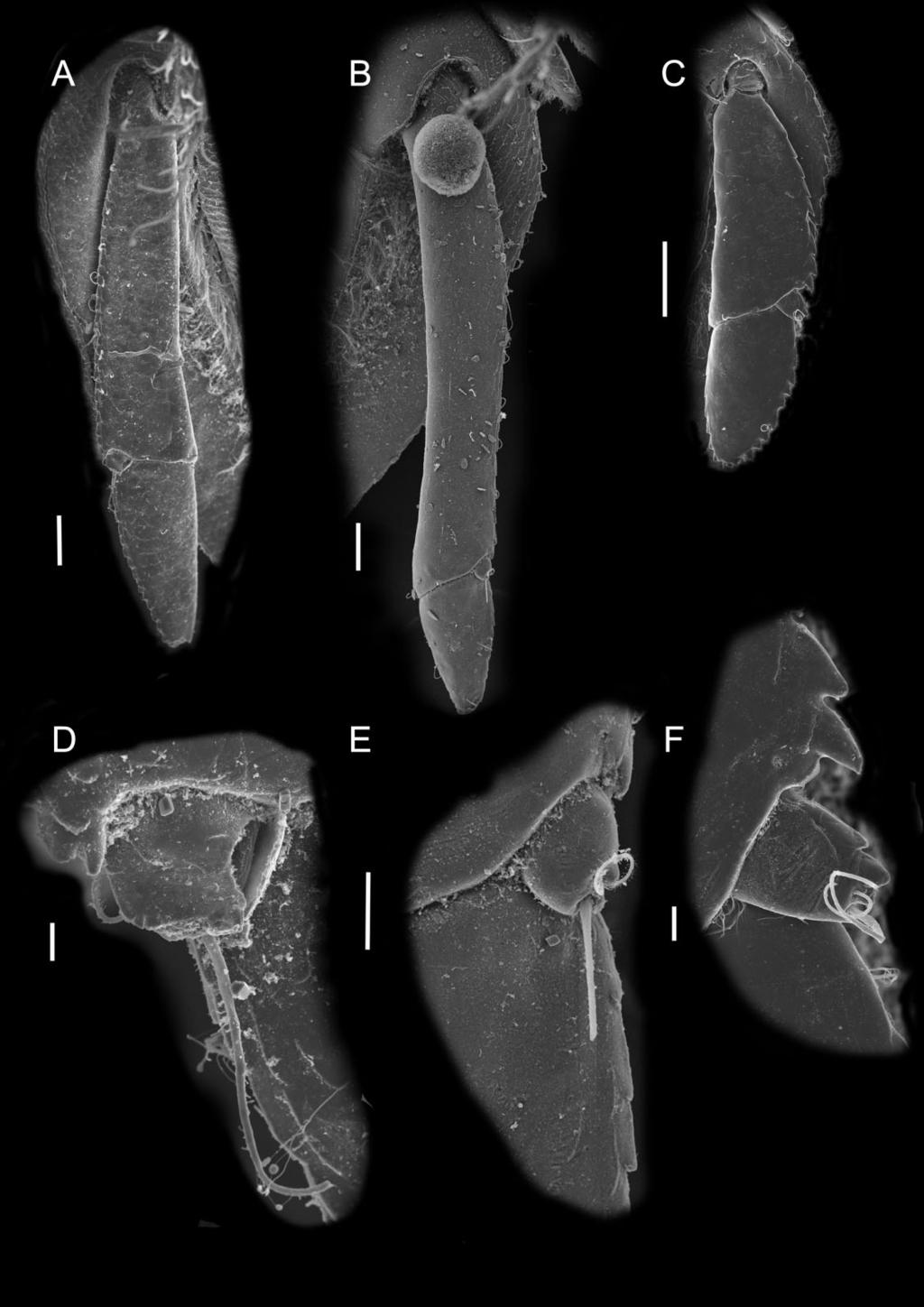 DEEP-SEA SEROLIDAE 343 Figure 17. Atlantoserolis vemae Menzies, 1962 (DIVA-3) SEM plate. Uropods compared, from male, female, and juvenile.