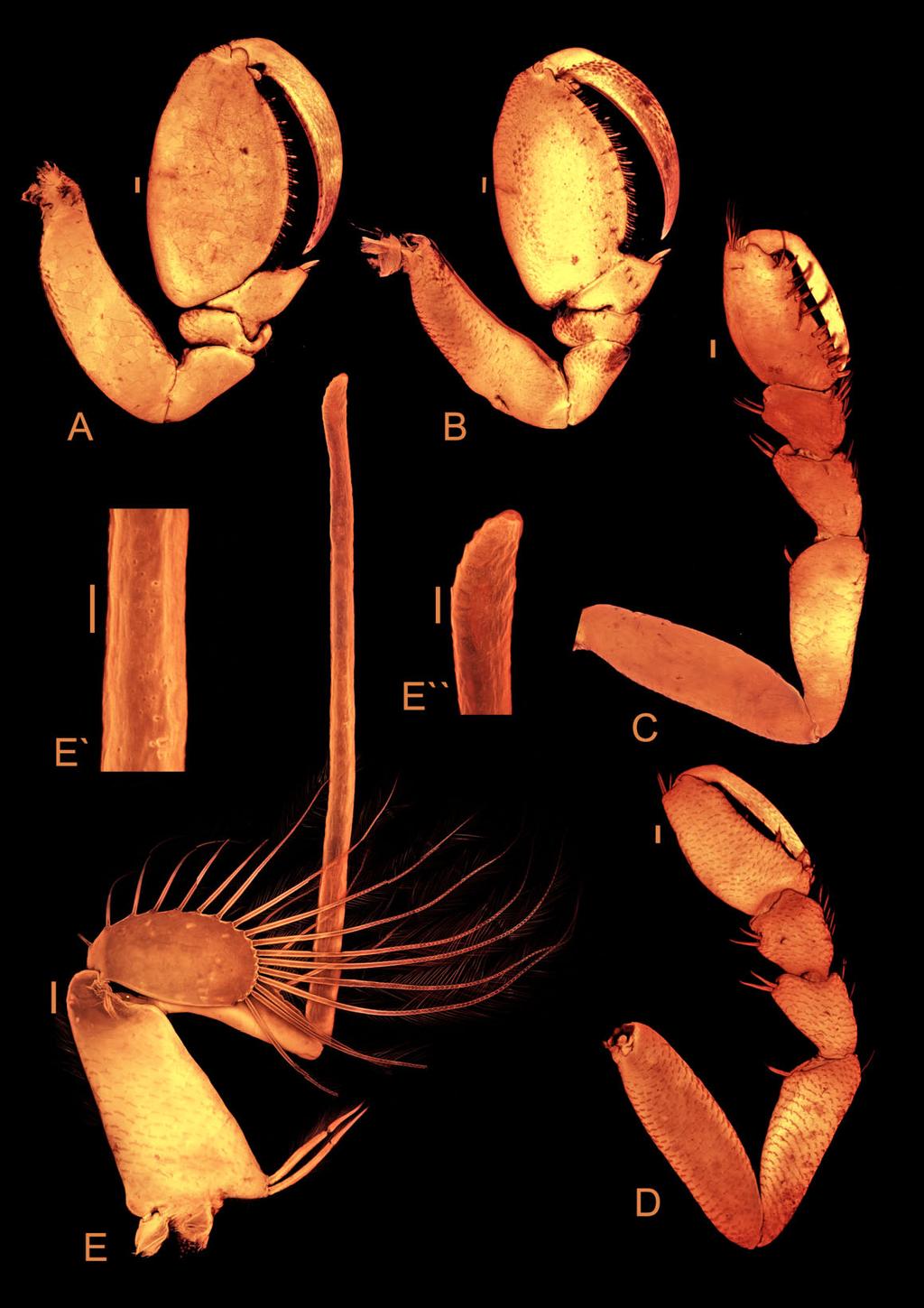 348 A. BRANDT ET AL. Figure 22. Atlantoserolis vemae (Menzies, 1962), confocal laser scanning microscopy images.
