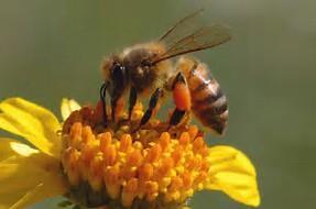 State Insect Honeybee
