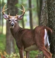 State Mammal White tailed deer became the state s mammal in 1993 Able to run up to 40 miles per hour Jump up
