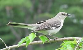 State Bird The state bird is a mocking bird Facts about mockingbirds: Can sing up to 200 songs Sings