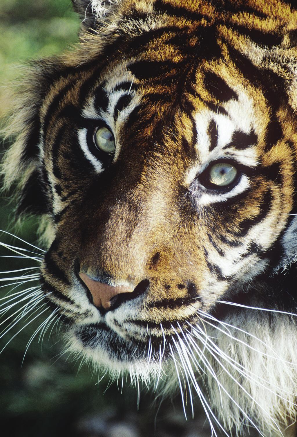 TAI 2012 Towards Zero Poaching in Tiger Heartlands An assessment
