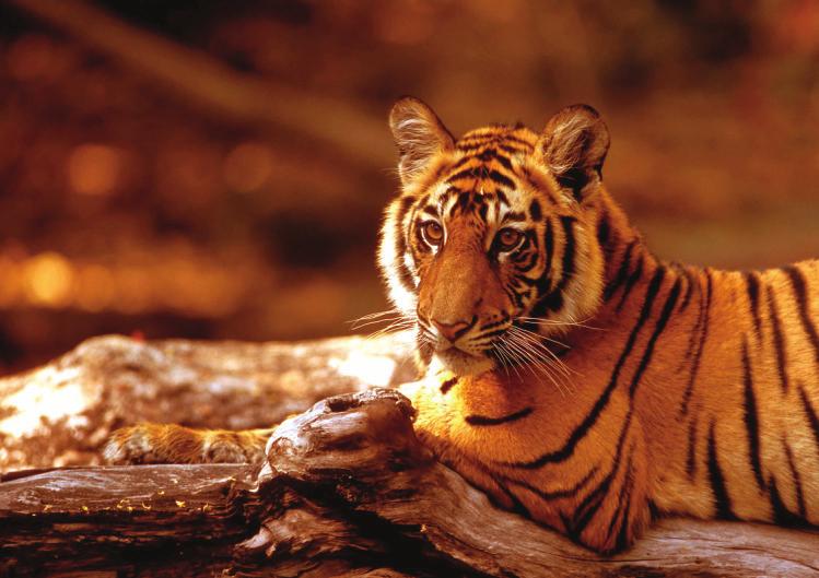 Discussion & Conclusions This assessment is part of efforts to ensure protection is considered a specific discipline in tiger conservation along with other disciplines such as ecological and