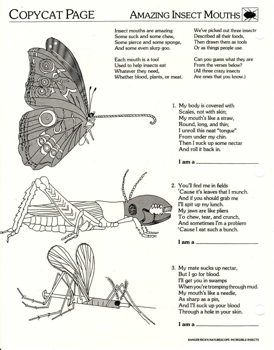Lesson 1, Activity 3: Amazing Insect