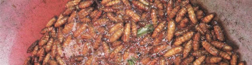 ACTIVITY 16: I EAT INSECTS: ENTOMOPHAGY Insect Facts-