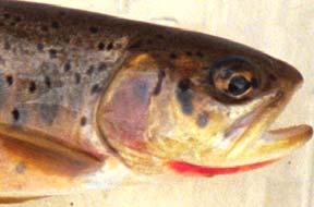 haloes around black spots (Brown trout) No pale