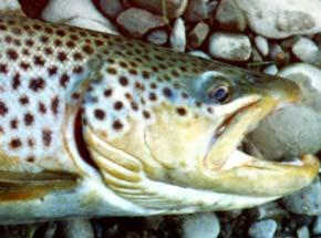 dorsal fin (Bull trout) Spots or markings on