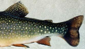 slash under jaw (Cutthroat trout) No red-orange