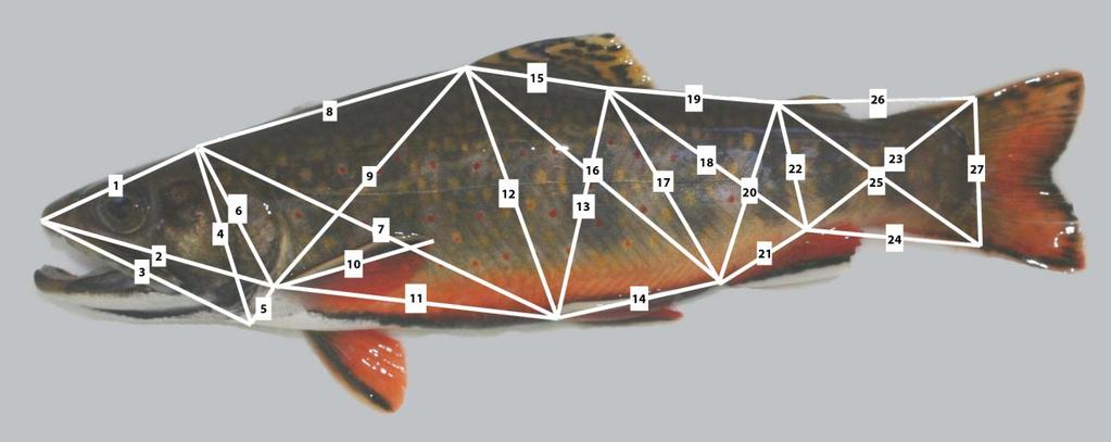morphologic variation in other salmonids (Janhunen 2009). A suite of metrics were derived from the truss network (Table 1). Figure 2a.