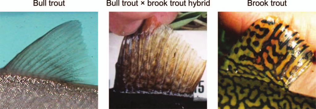 MANAGEMENT BRIEF 549 This paper addresses concerns that some of these presumed hybrids were bull trout.