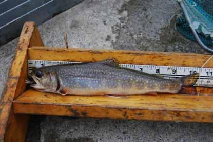 Cobourg Creek Lamprey Barrier 300 Brook Trout 250 Number of Individuals 200 150 100 Avg =