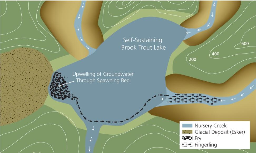 The Importance Of Protecting Groundwater in self-sustaining (lacustrine) brook trout lakes.