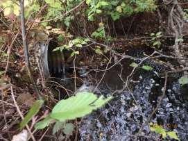 at the upstream end of this culvert. Recently, the beaver has been removed and the deceiver cleared within the last week. The culvert is in okay shape.