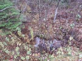 There is a defined stream channel with sedimentation evident at the downstream end of the culvert. Culvert is currently blocked at the downstream end with no fish passage.