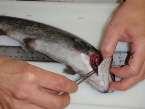 parasites on all live fish Fish sedated