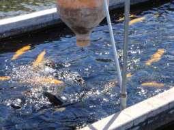 abundance skewed by 1 2 fish in each treated tank Treating