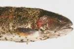 Introduction Also shown to effectively reduce Rainbow trout Argulus coregoni
