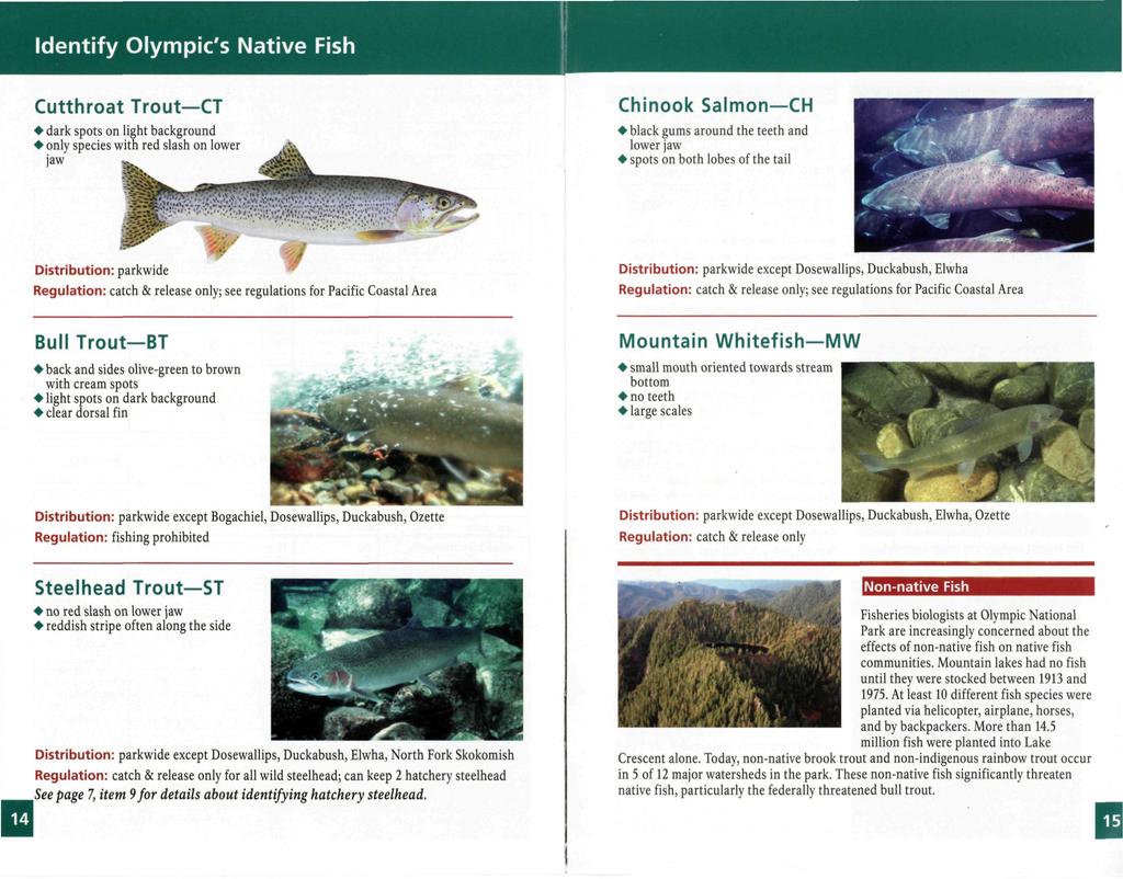 Identify Olympic's Native Fish Cutthroat Trout CT dark spots on light background only species with red slash on lower jaw Chinook Salmon CH black gums around the teeth and lower jaw spots on both