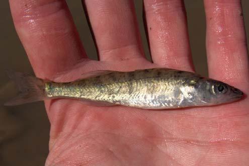 Family Percidae Cleithra can be separated into two groups by general shape one group represented by yellow perch, walleye, and ruffe, and the other by darters.
