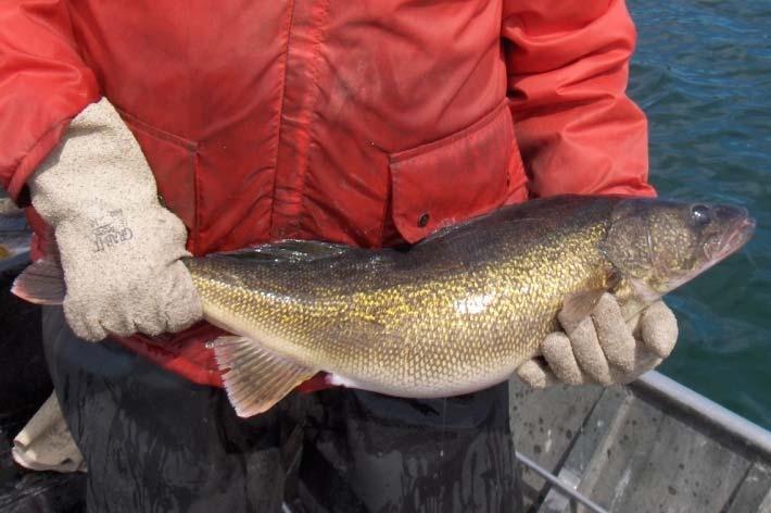 vertical limb. Yellow perch cleithra always have serrations on the dorsoposterior lobe, whereas walleye cleithra may or may not have serrations.