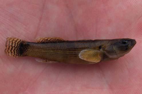 Family Percidae, continued The cleithra of darters are very similar and may not be diagnostic to the species level.