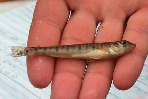 Family Percidae, continued Northern logperch (Percina caprodes