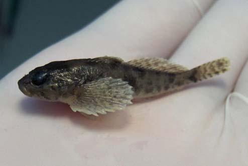 Family Cottidae Mottled and slimy sculpin cleithra are difficult to