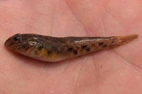 Family Cottidae, continued Deepwater sculpin (Myoxocephalus thompsonii) Distinct fork on end of