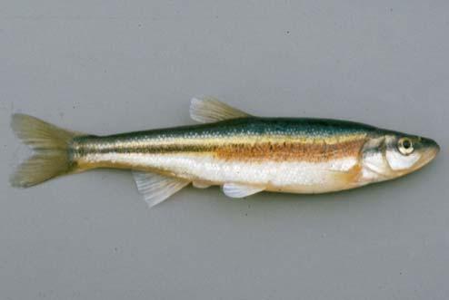 Family Cyprinidae, continued Redside dace (Clinostomus elongatus) Common