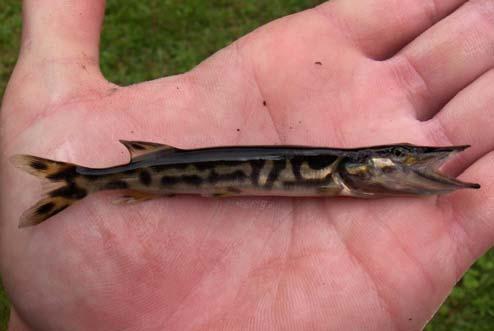 Northern pike and muskellunge cleithra are similar but can be differentiated by the size and shape of the