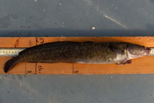 Family Gadidae Burbot cleithra have long horizontal limbs, short vertical limbs, and a short, stout spine at the apex of the vertical limb.