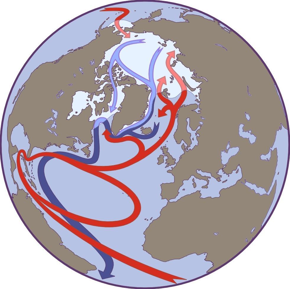 Oceanic circulation Source: Taken from the NSIDC Arctic