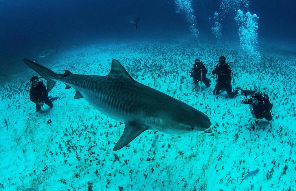 Trip options and details Tiger Sharks Trip : 7 nights / 6 days Location : West End, Grand Bahamas Accommodation : Old Bahama Bay Marina How to get there: Fly