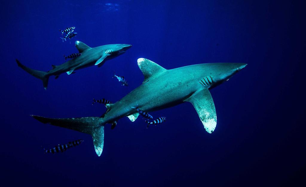 Oceanic White Tip Sharks Trip options and details Trip : 7 nights / 6 days Location : Cat Island Accommodation : Greenwood
